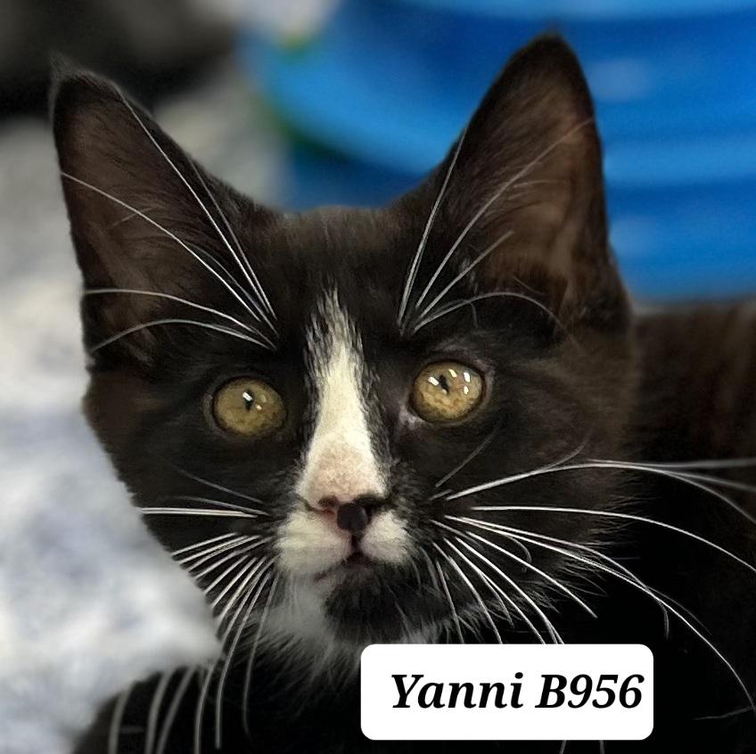 Yanni, adopted, Kitten Male Domestic Short Hair.