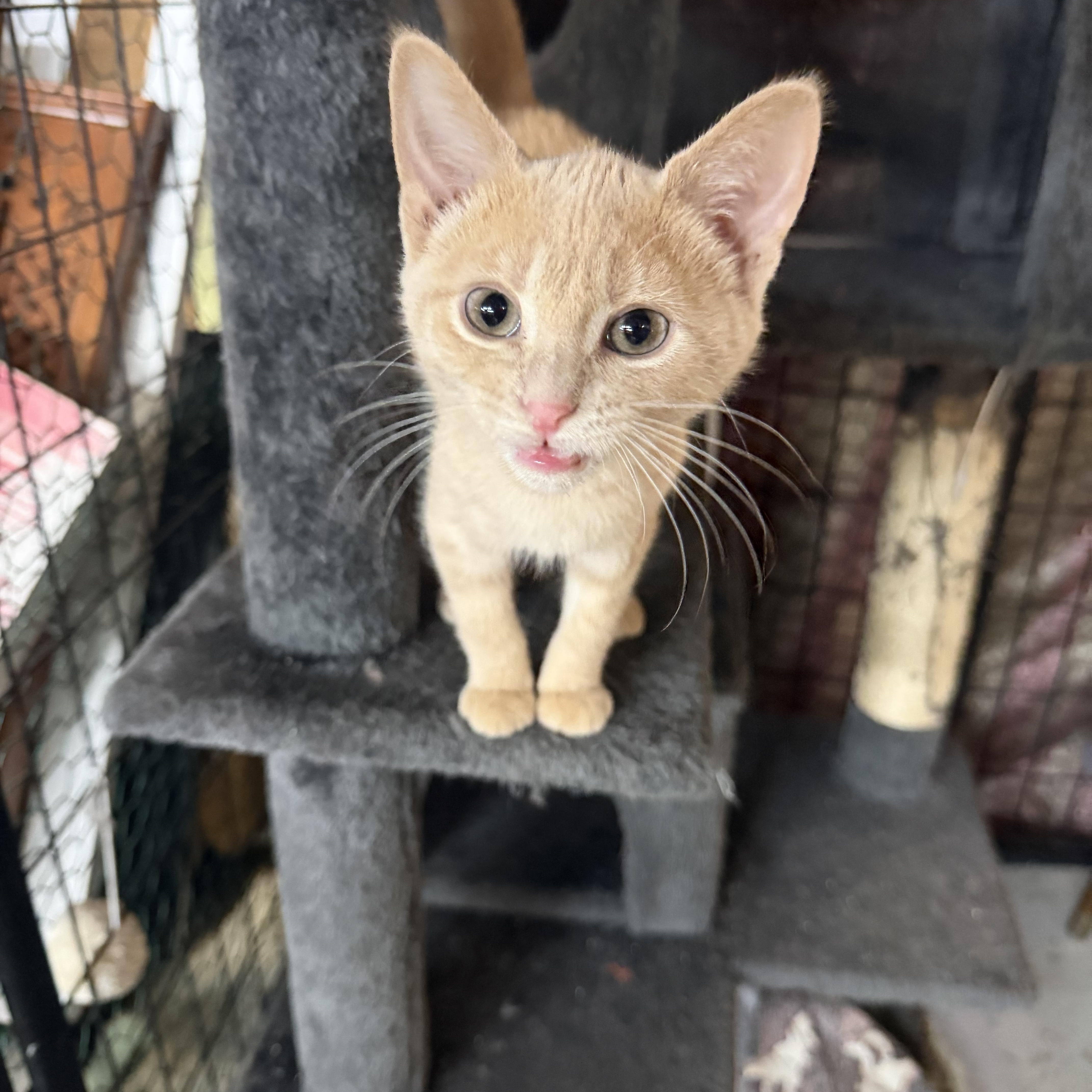 Maple, Adoptable, Kitten Female Domestic Short Hair.