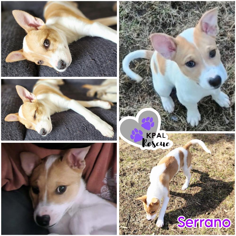 Serrano - Pepper Litter, Adoptable, Puppy Female Boxer & Mixed Breed.
