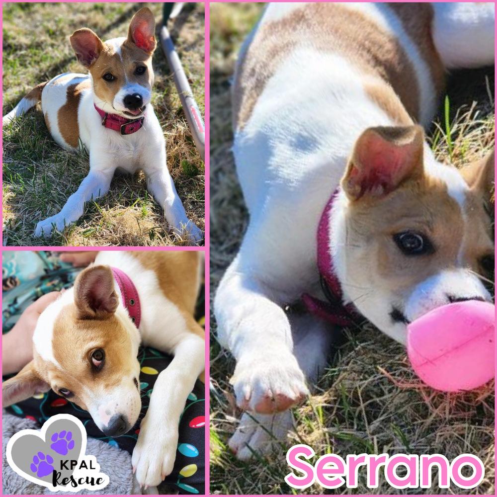 Enlarge Serrano - Pepper Litter, a Adoptable mixed breed in Kenai, AK image 3/6