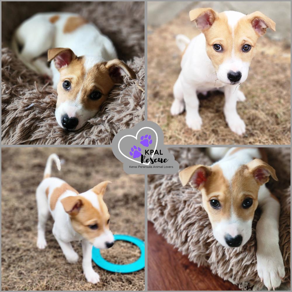 Enlarge Serrano - Pepper Litter, a Adoptable mixed breed in Kenai, AK image 2/3