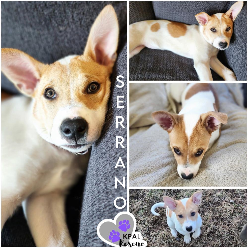 Enlarge Serrano - Pepper Litter, a Adoptable mixed breed in Kenai, AK image 5/6