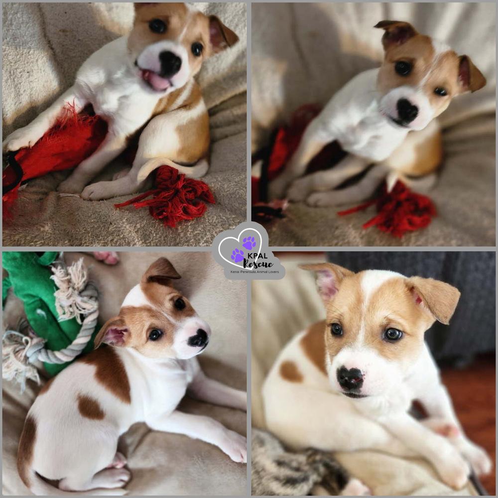 Enlarge Serrano - Pepper Litter, a Adoptable mixed breed in Kenai, AK image 3/3