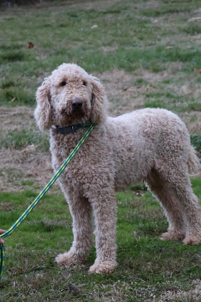 Arrows, Adoptable, Adult Male Mixed Breed.