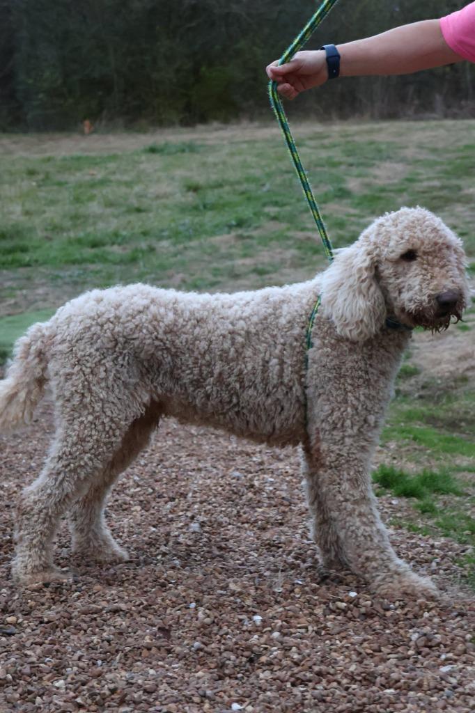 Enlarge Arrows, a Adoptable mixed breed in Columbia, TN image 2/4