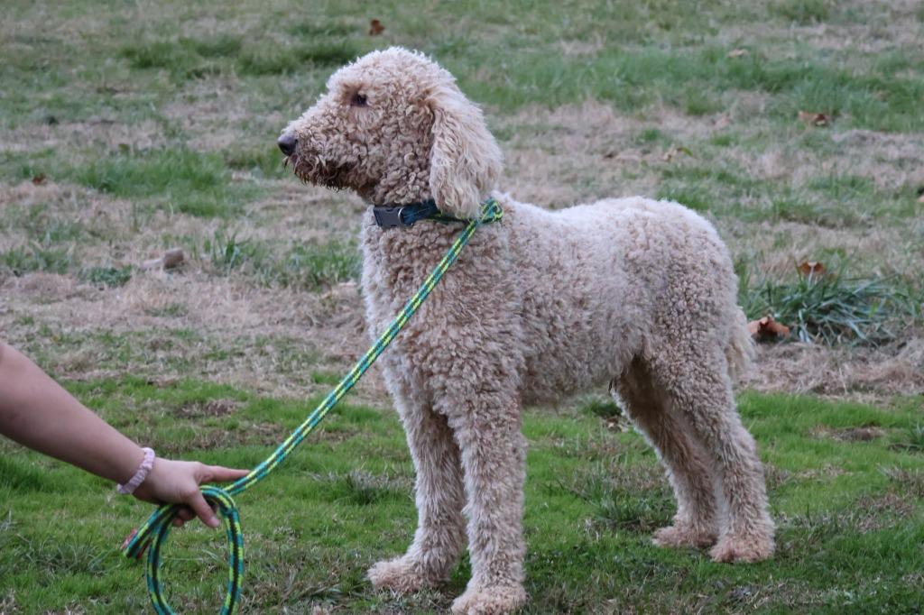 Enlarge Arrows, a Adoptable mixed breed in Columbia, TN image 3/4