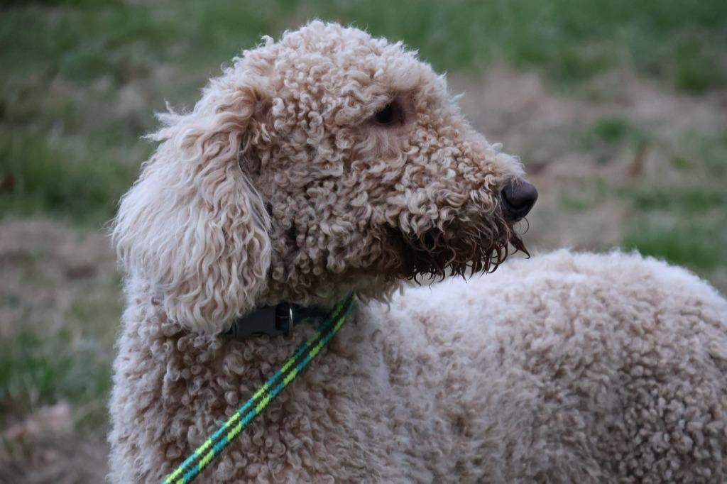 Enlarge Arrows, a Adoptable mixed breed in Columbia, TN image 4/4
