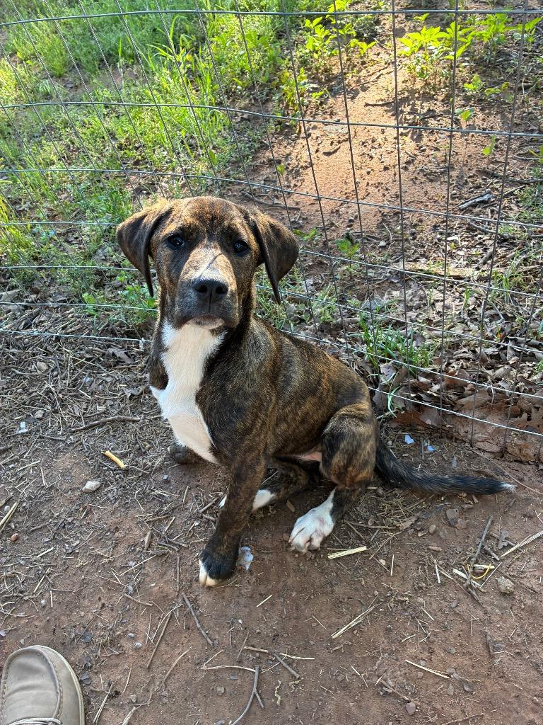 Enlarge Peggy, a Adoptable mixed breed in Mustang, OK image 1/1