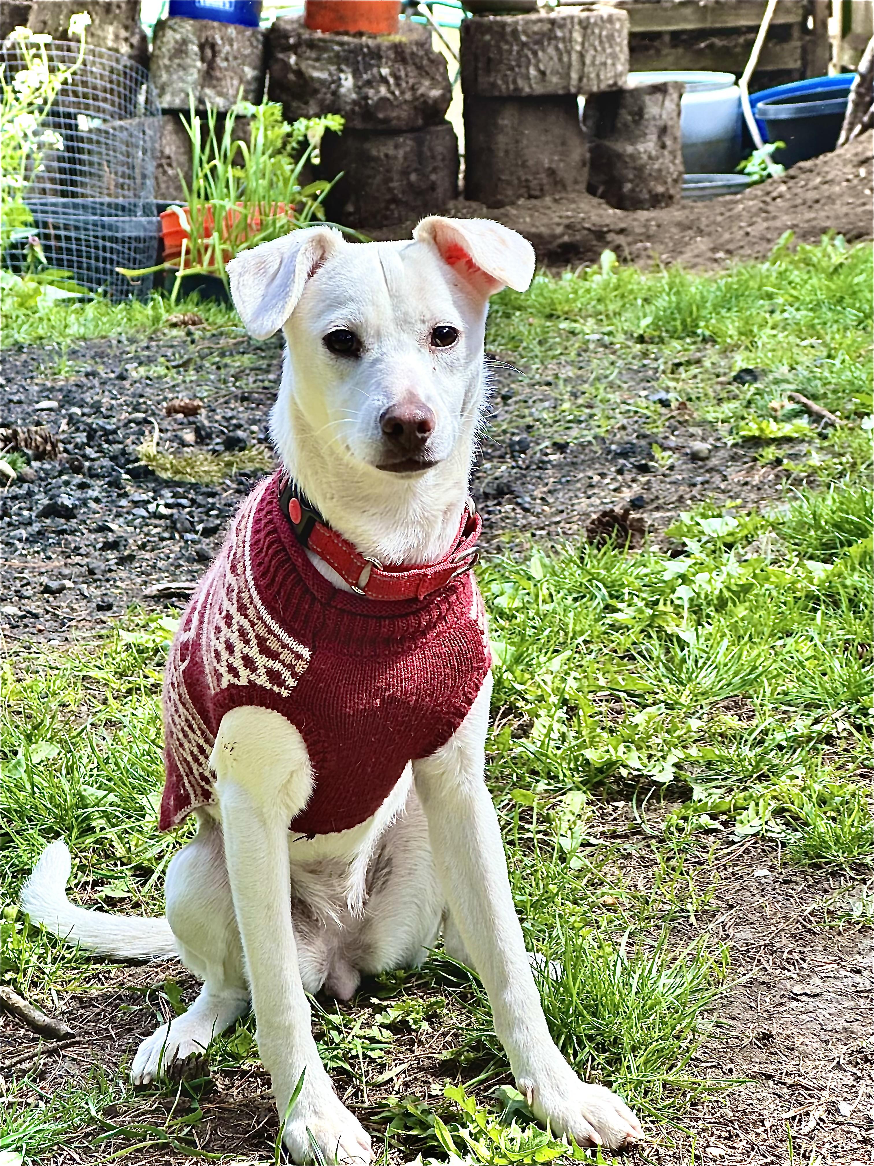 Enlarge Fluffy, an adopted mixed breed in COVINGTON, WA image 1/6