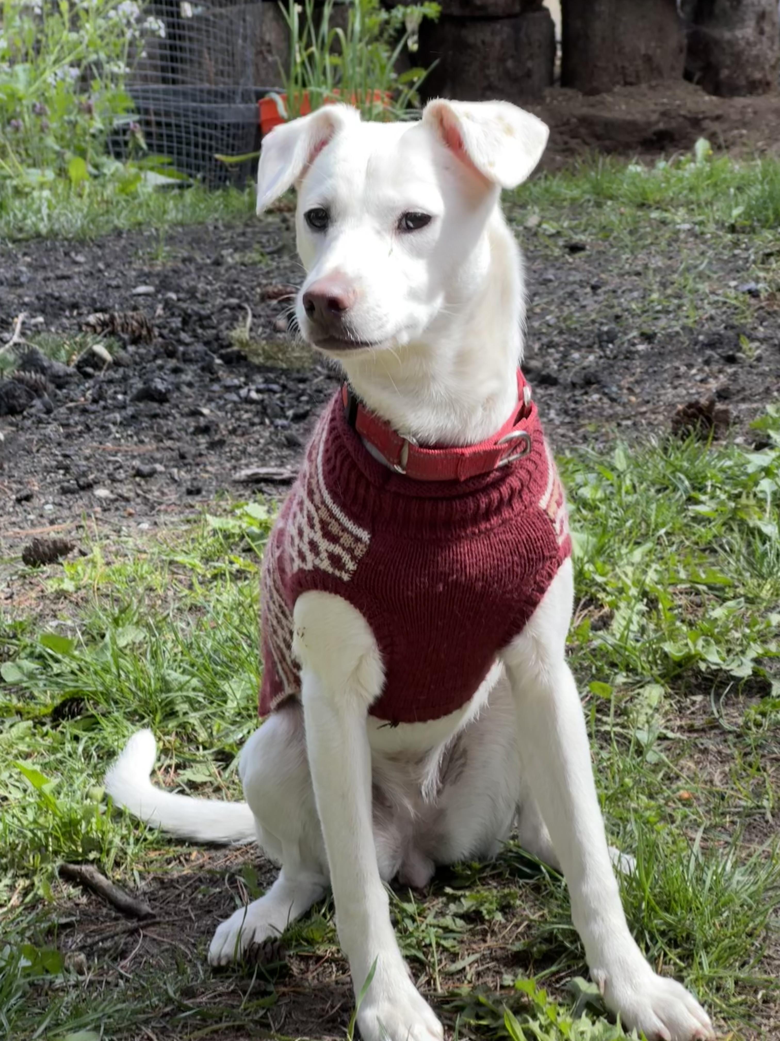 Enlarge Fluffy, an adopted mixed breed in COVINGTON, WA image 2/6