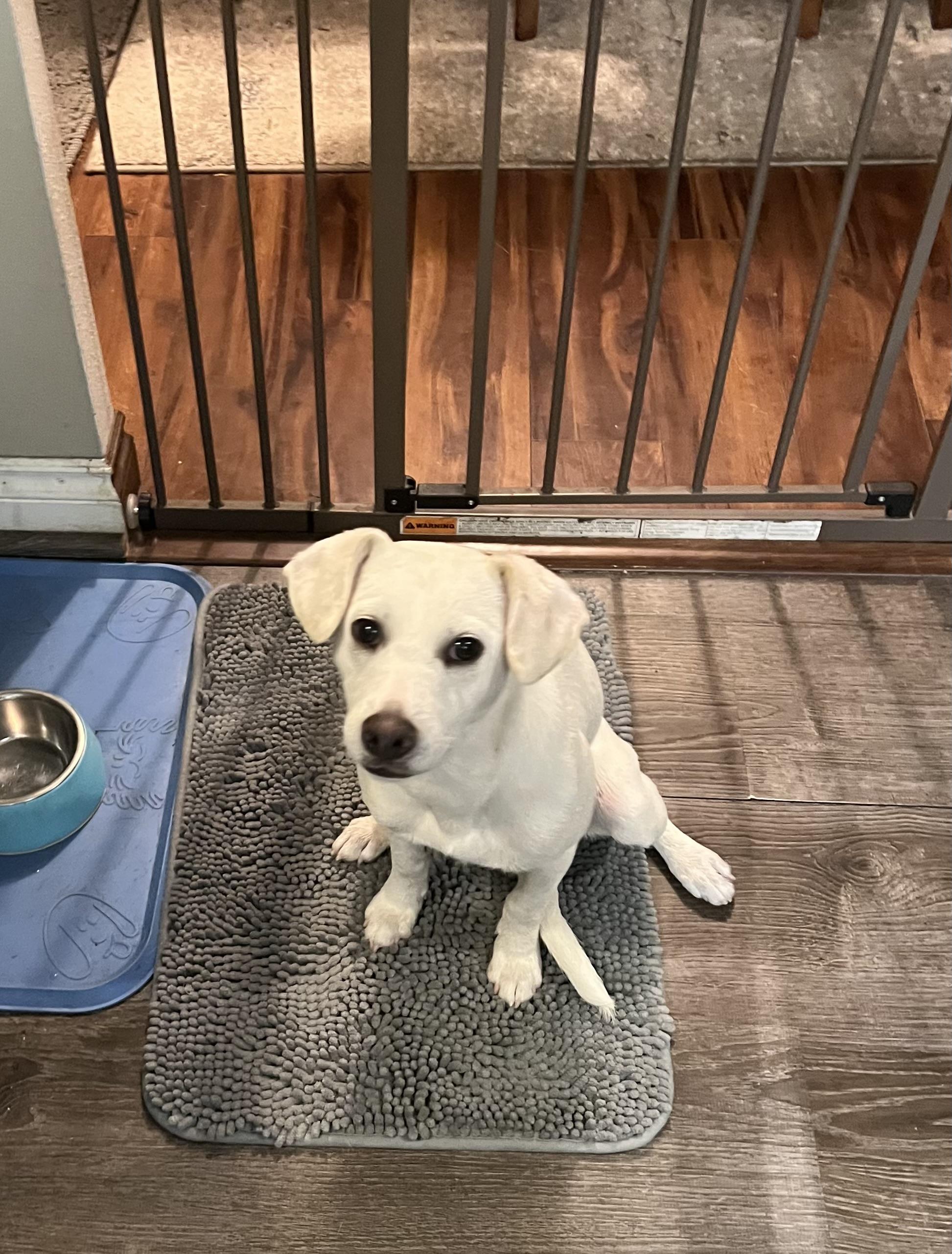 Fluffy, a Adoptable mixed breed in COVINGTON, WA image 3/6