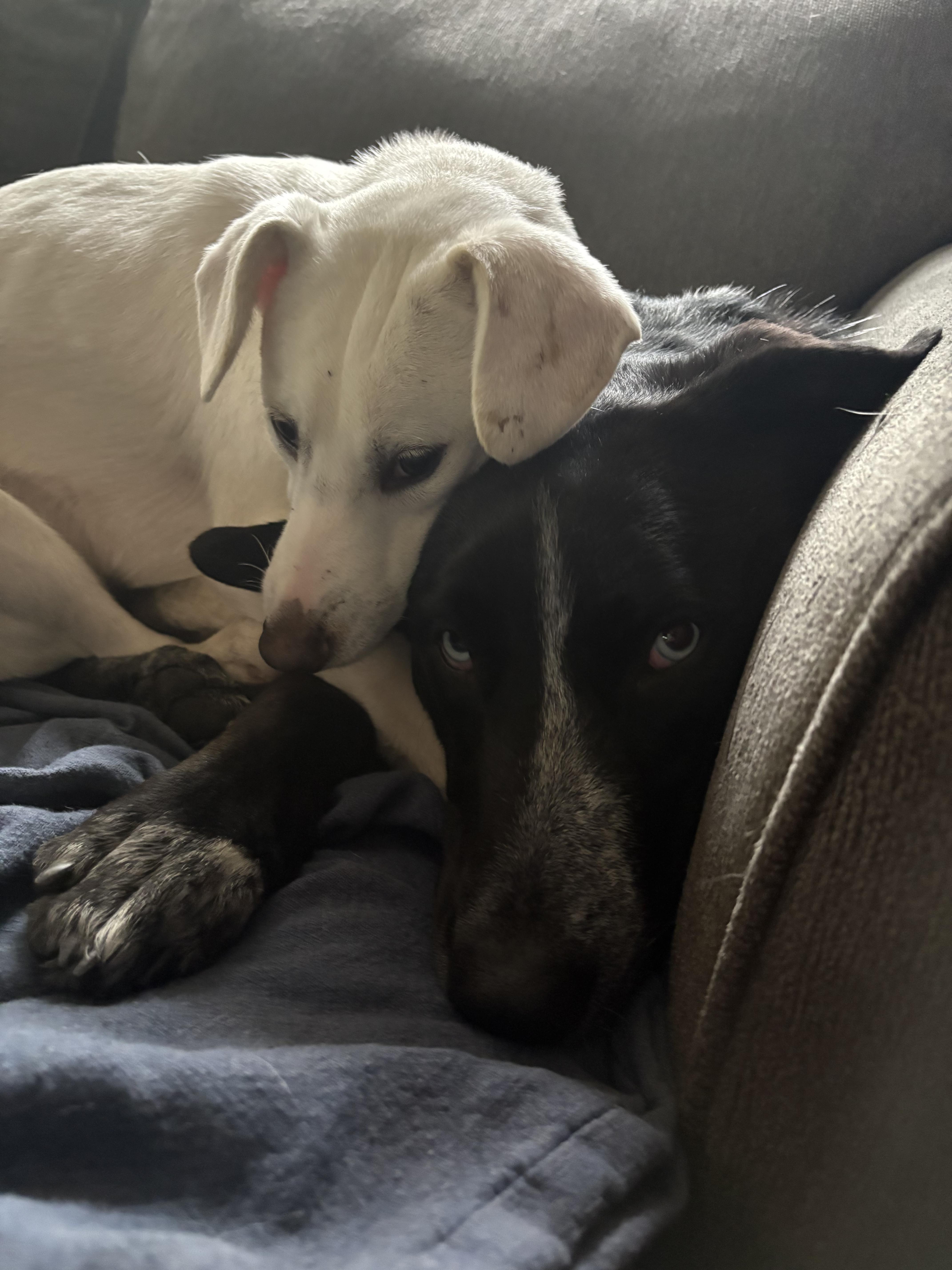 Fluffy, a Adoptable mixed breed in COVINGTON, WA image 5/6