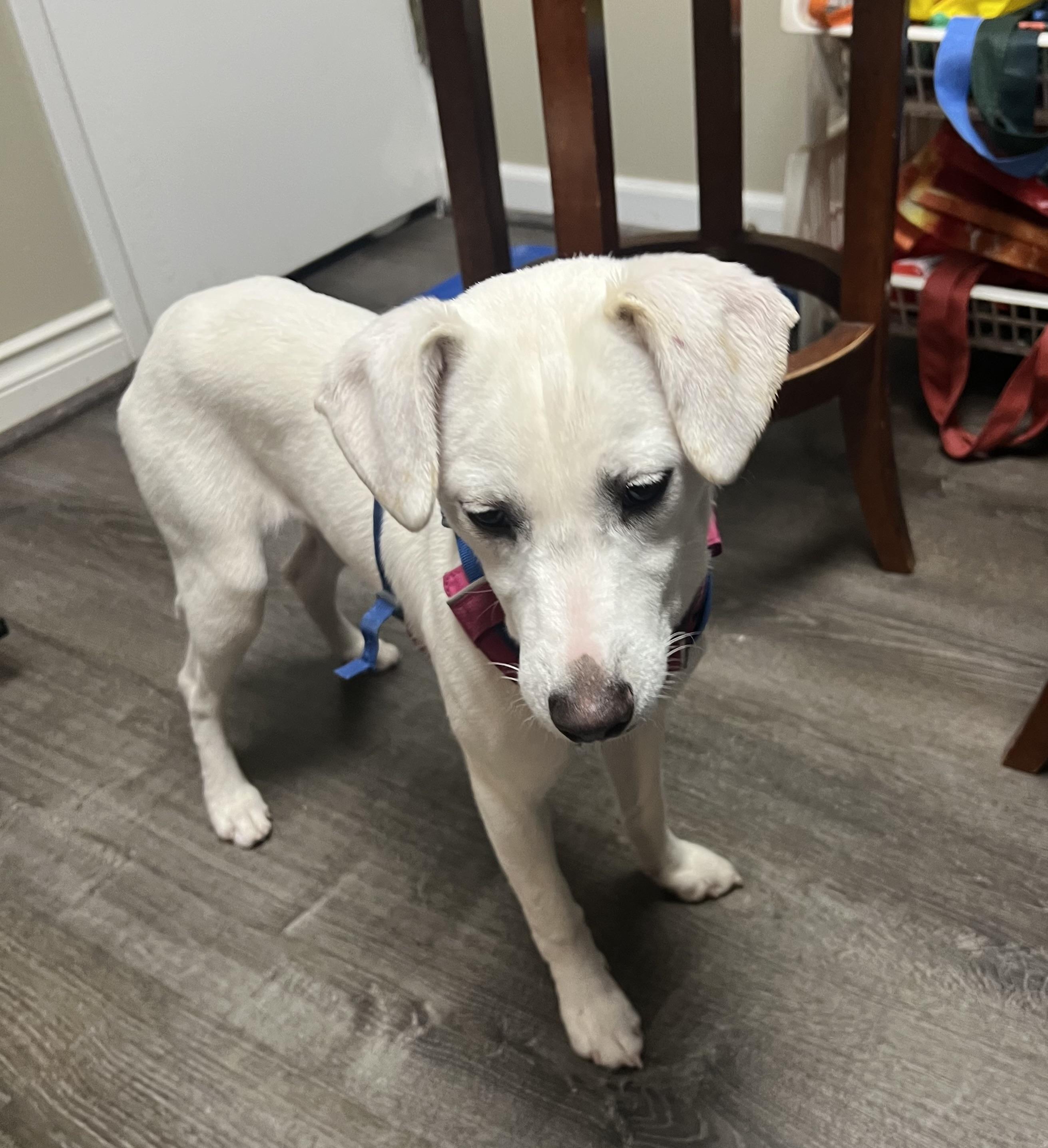 Fluffy, a Adoptable mixed breed in COVINGTON, WA image 6/6