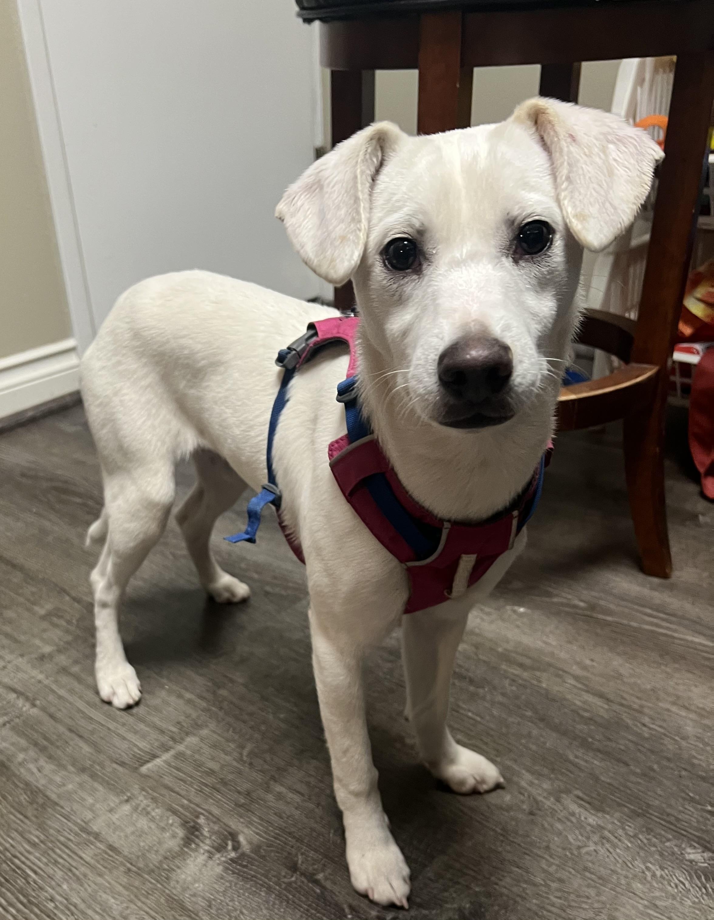 Fluffy, Adoptable, Puppy Female Labrador Retriever & Jack Russell Terrier.