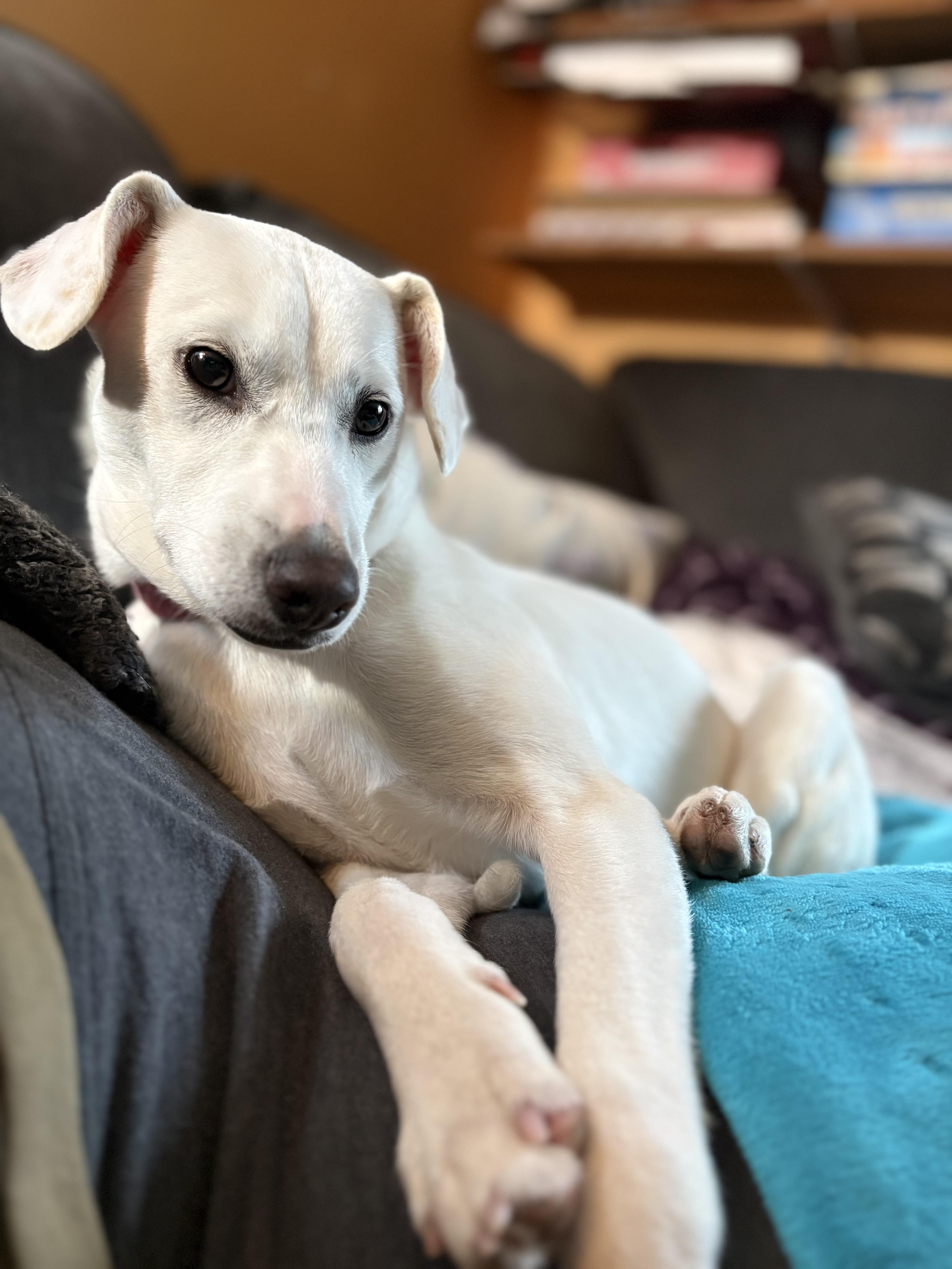 Fluffy, a Adoptable mixed breed in COVINGTON, WA image 4/6