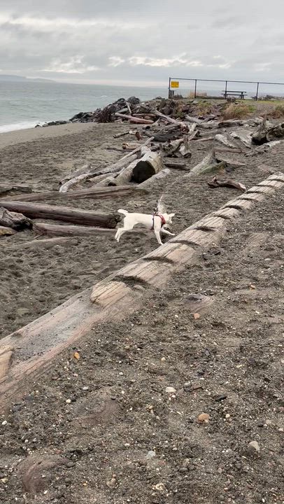 Enlarge Fluffy, a Adoptable mixed breed in COVINGTON, WA video 1/6