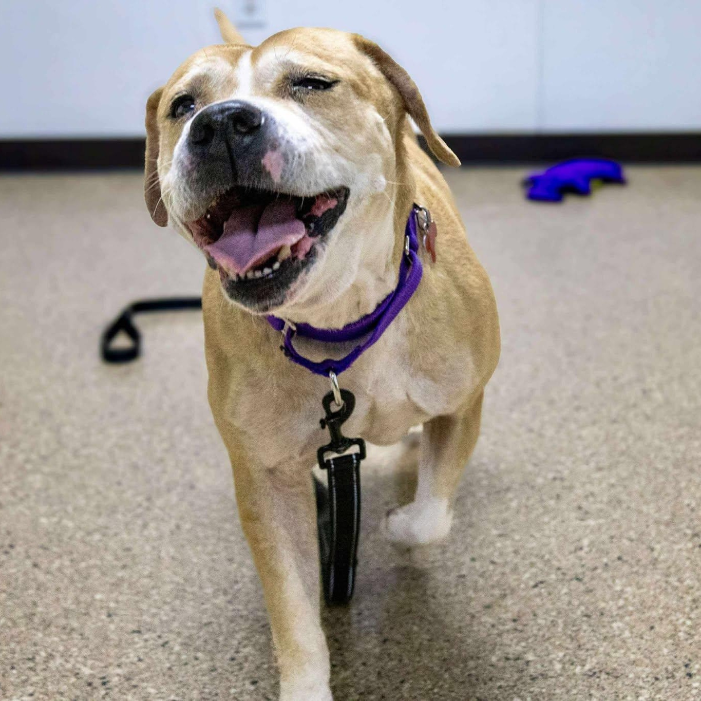 Caroline, an adoptable American Staffordshire Terrier, Beagle in Valparaiso, IN, 46383 | Photo Image 3