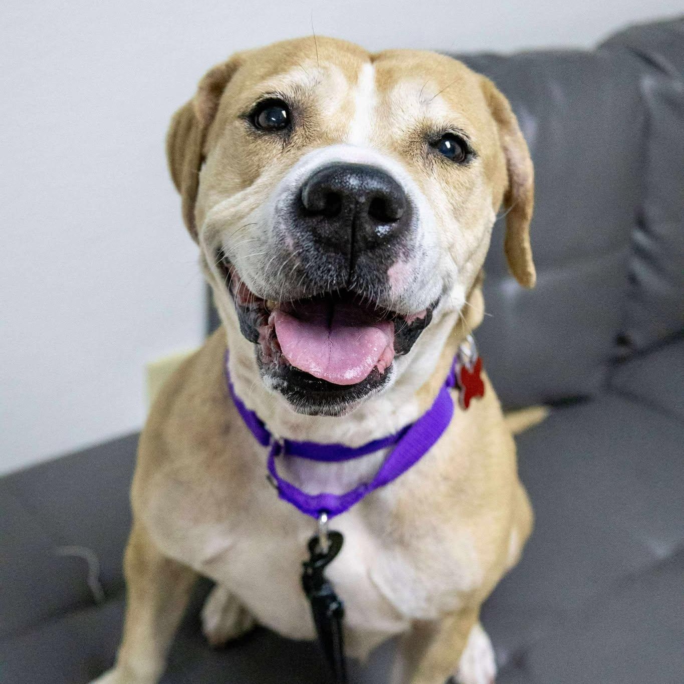 Caroline, a Adoptable mixed breed in Valparaiso, IN image 1/4