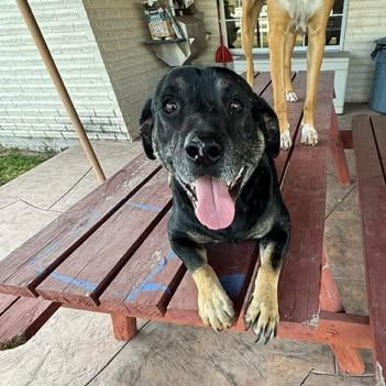 Enlarge LUCKY, a Adoptable mixed breed in Minneapolis , MN image 4/5