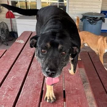 Enlarge LUCKY, a Adoptable mixed breed in Minneapolis , MN image 5/5
