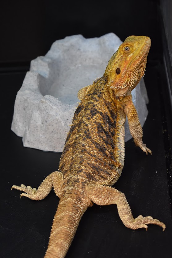 Enlarge Periwinkle, a Adopted Bearded Dragon in Tacoma, WA image 1/1