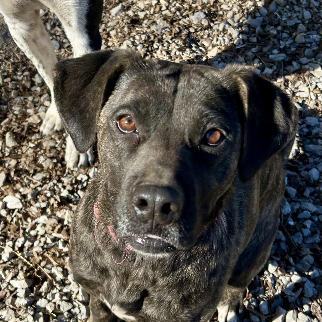 Sally, Adoptable, Young Female Labrador Retriever.