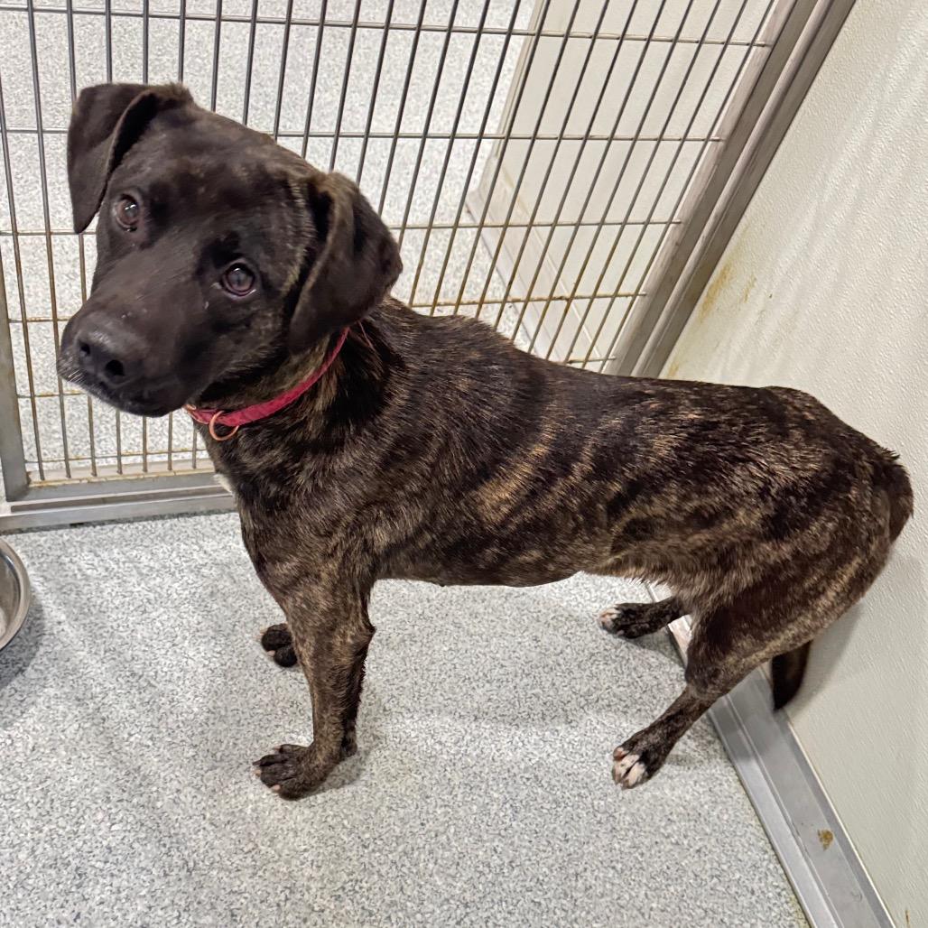 Sally, Adoptable, Young Female Labrador Retriever.