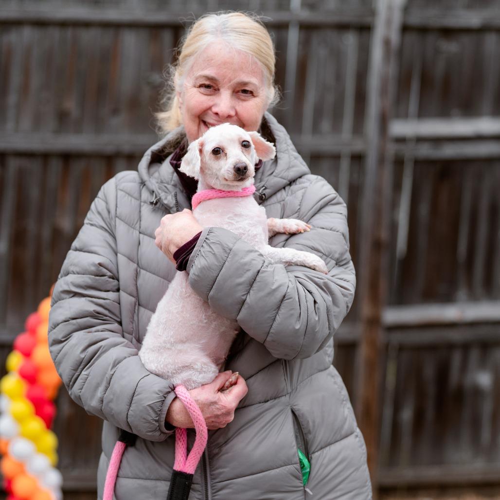Enlarge Missy, an adopted Poodle in Chester Springs, PA image 4/4
