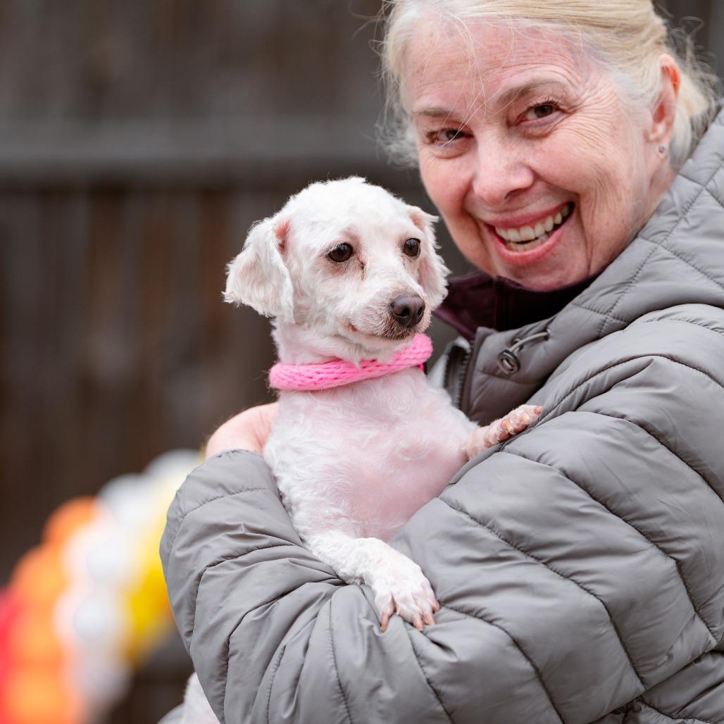 Enlarge Missy, an adopted Poodle in Chester Springs, PA image 3/4