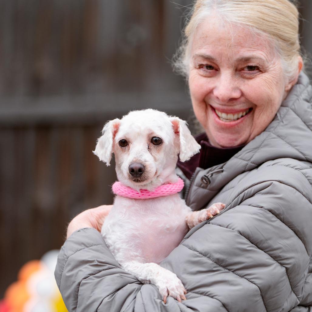 Missy, adopted, Adult Female Poodle.