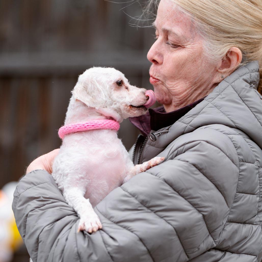 Enlarge Missy, an adopted Poodle in Chester Springs, PA image 2/4