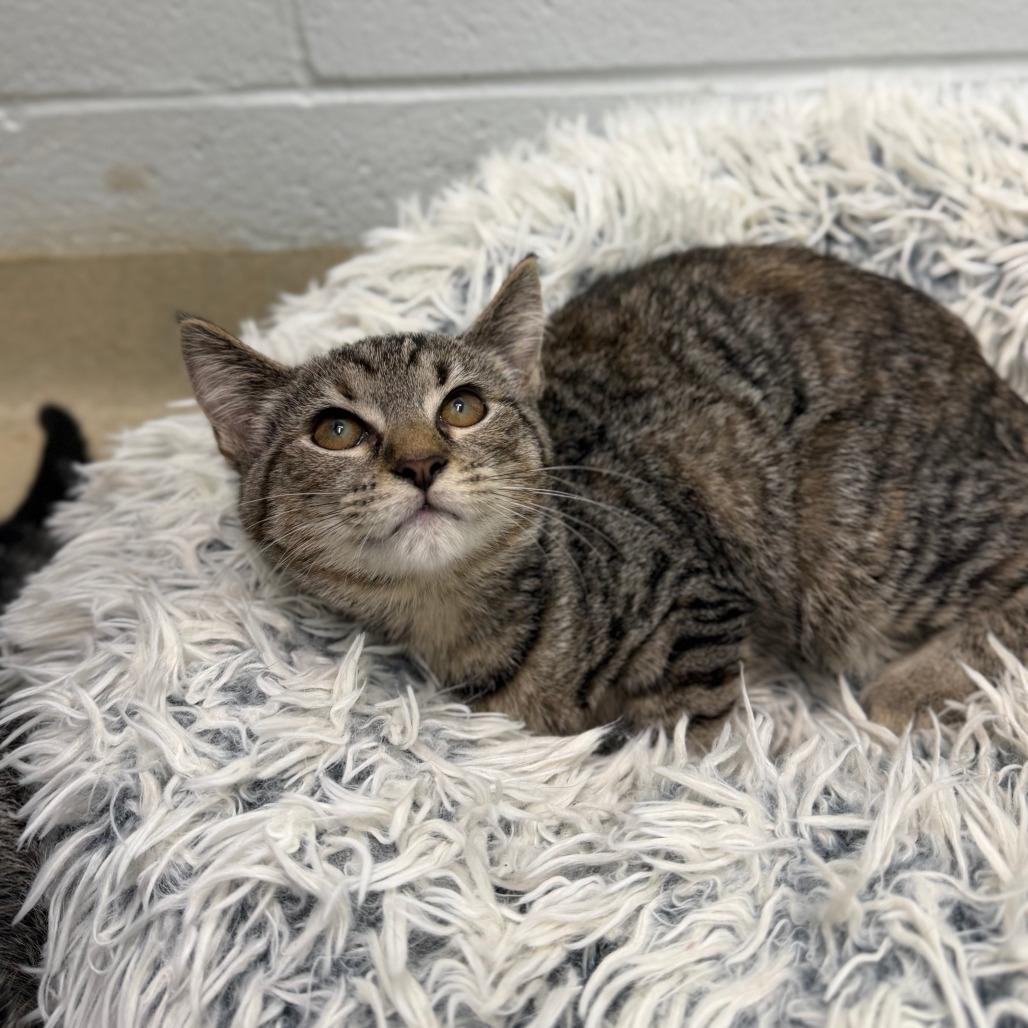 Empanada, Adoptable, Kitten Female Domestic Short Hair.