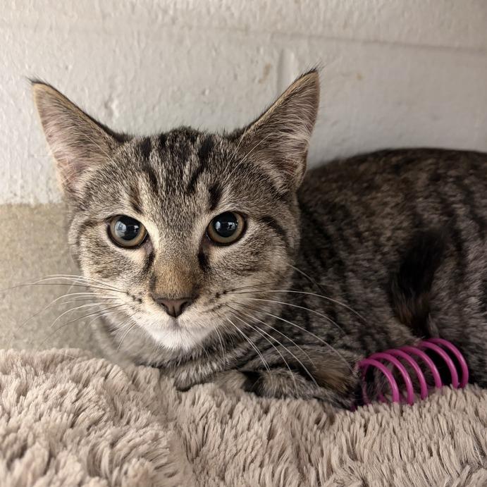Empanada, a Adoptable Domestic Short Hair in Marshall, VA image 2/3