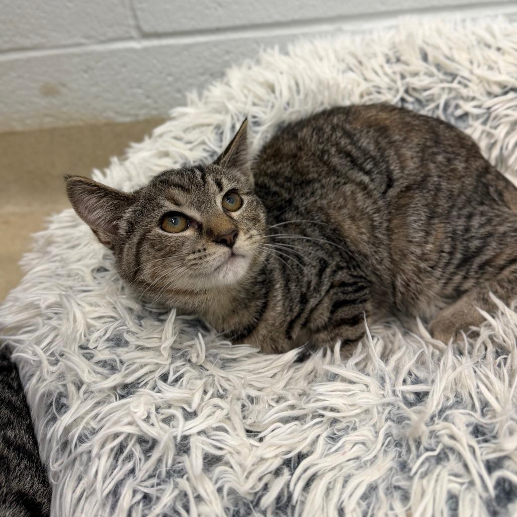 Empanada, a Adoptable Domestic Short Hair in Marshall, VA image 3/3