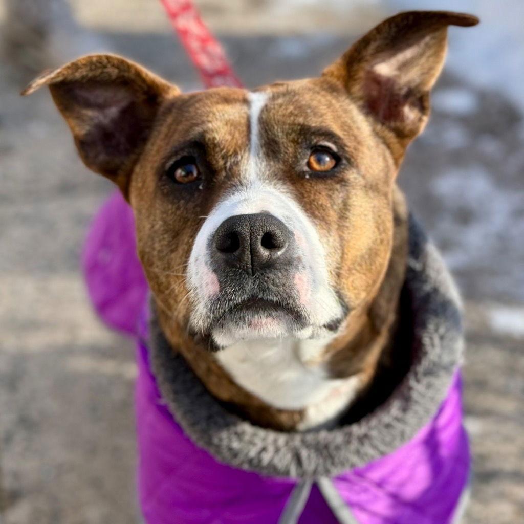 Sally, Adoptable, Adult Female Terrier & Terrier.