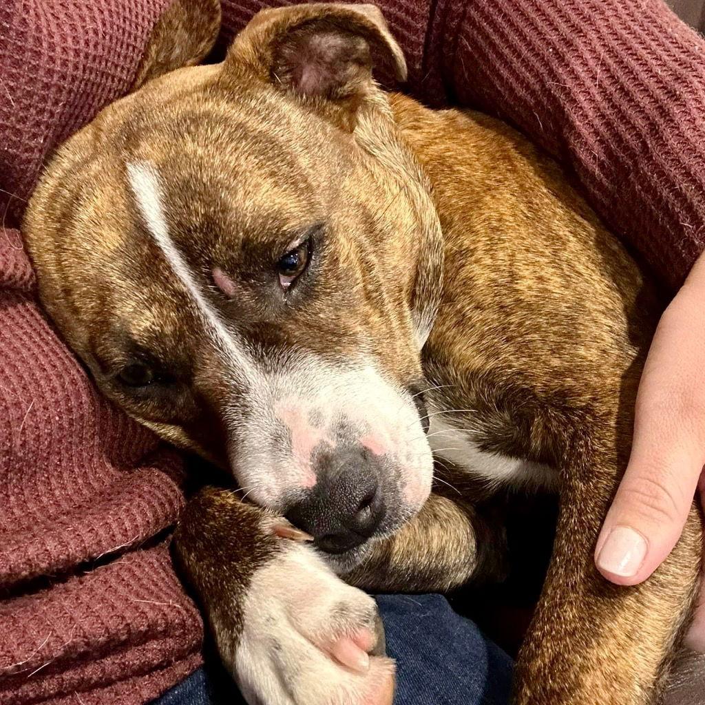 Enlarge Sally, a Adoptable mixed breed in Bloomfield, CT image 1/3