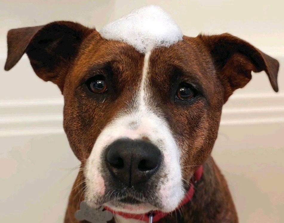 Enlarge Sally, a Adoptable mixed breed in Bloomfield, CT image 2/3