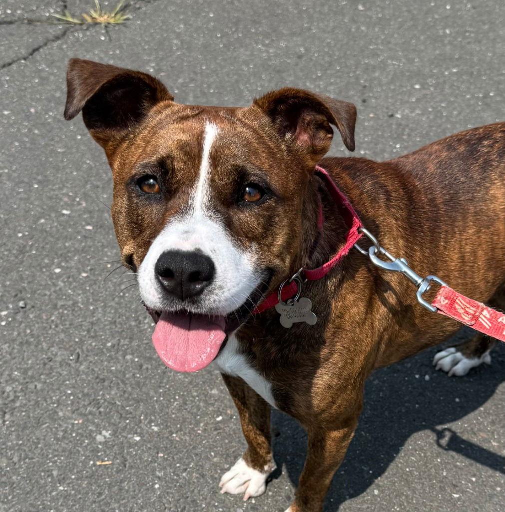 Enlarge Sally, a Adoptable mixed breed in Bloomfield, CT image 2/3