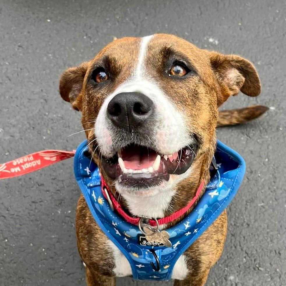 Enlarge Sally, a Adoptable mixed breed in Bloomfield, CT image 3/3