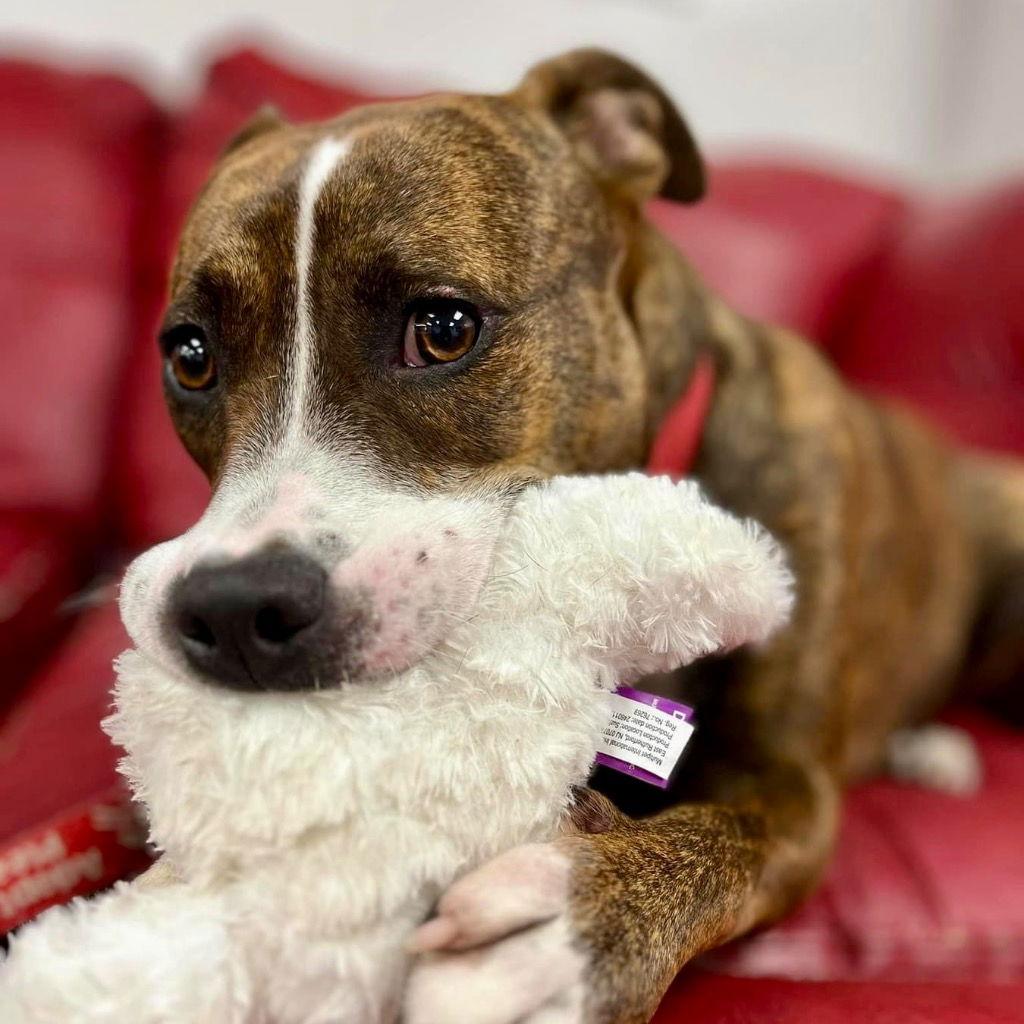 Enlarge Sally, a Adoptable mixed breed in Bloomfield, CT image 2/3