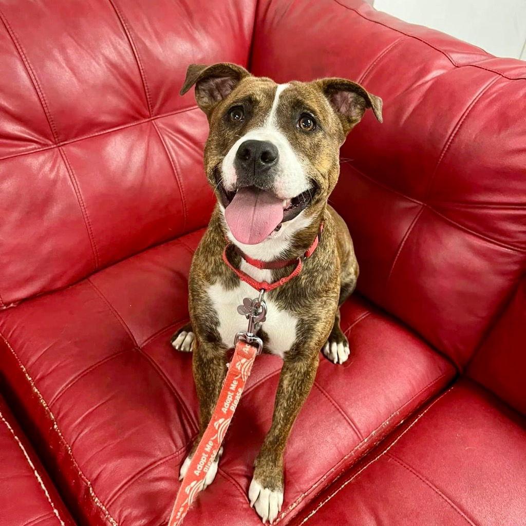 Enlarge Sally, a Adoptable mixed breed in Bloomfield, CT image 3/3