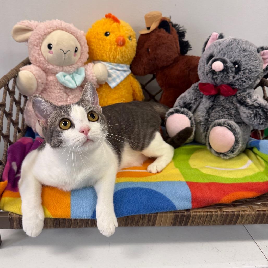 Lisa, Adoptable, Adult Female Domestic Short Hair.