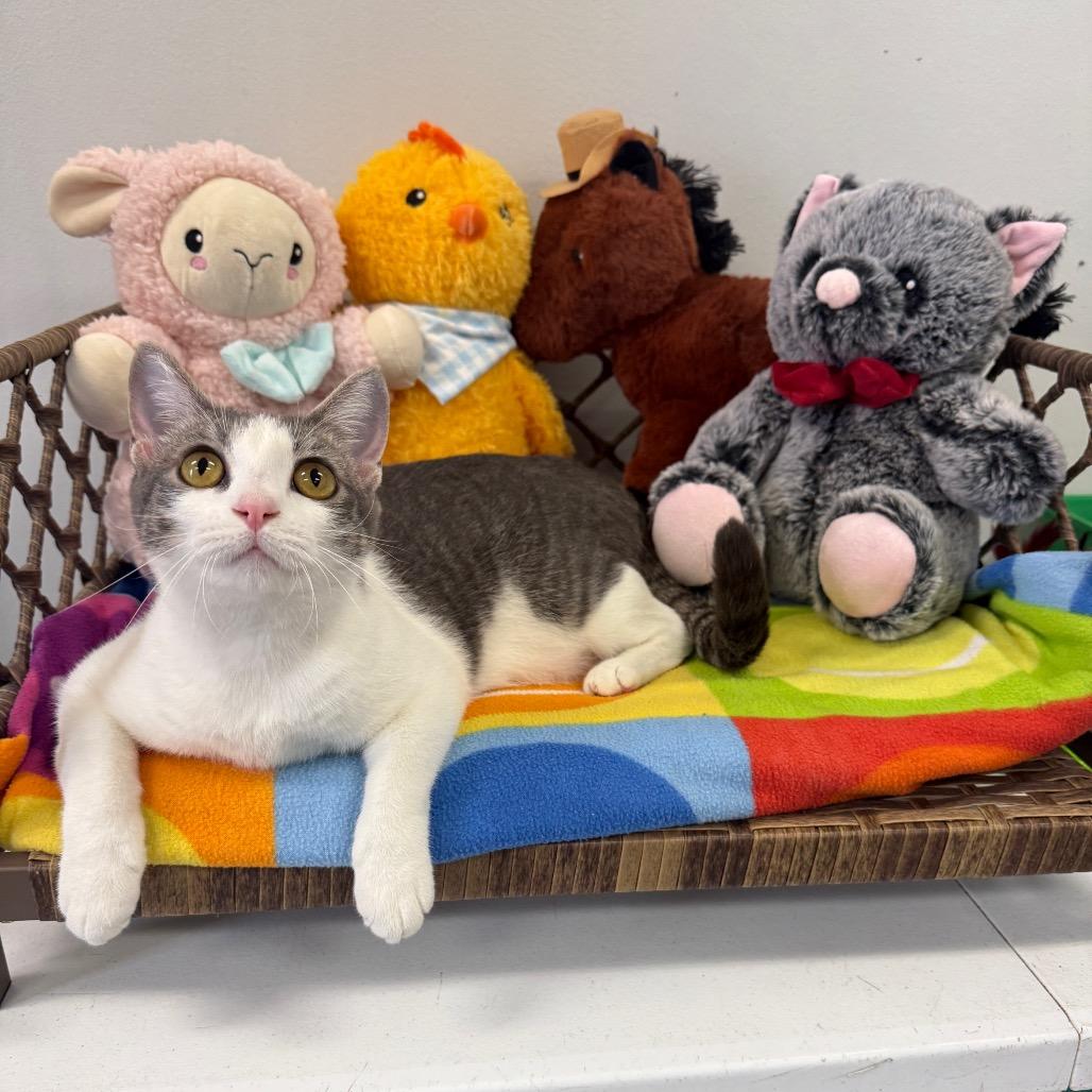 Enlarge Lisa, a Adoptable Domestic Short Hair in Houston, TX image 2/4