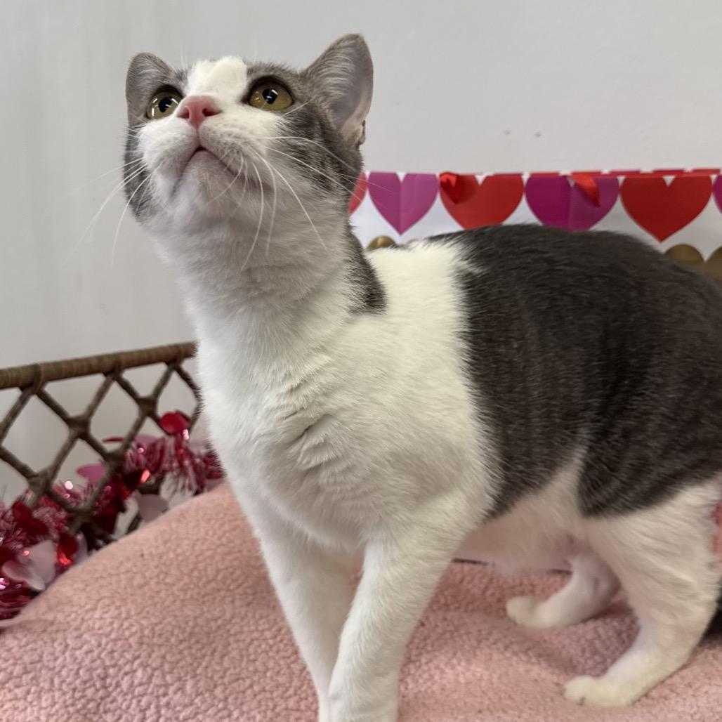 Enlarge Lisa, a Adoptable Domestic Short Hair in Houston, TX image 4/4