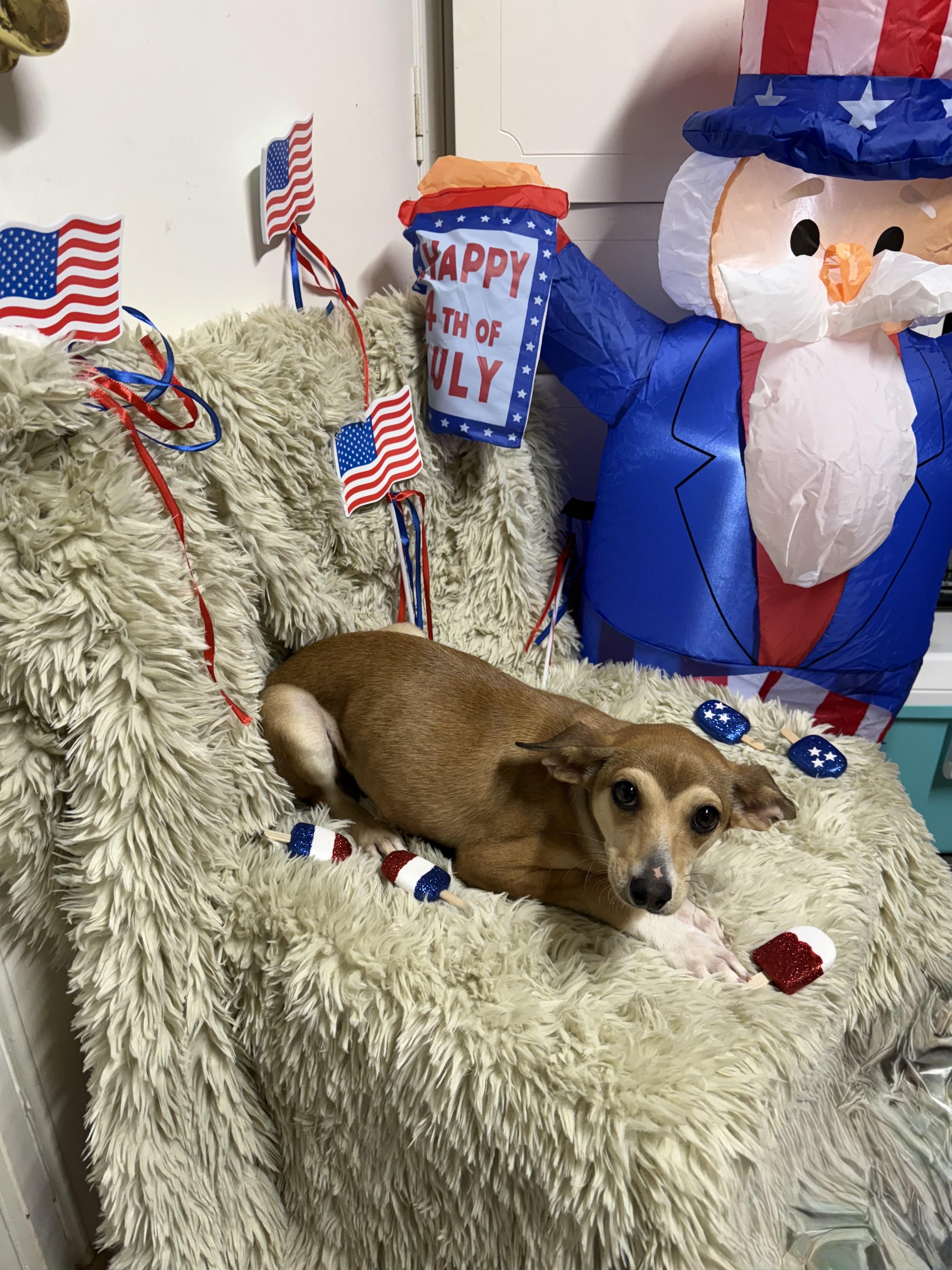 Kayden, a Adoptable mixed breed in modesto, CA image 4/5