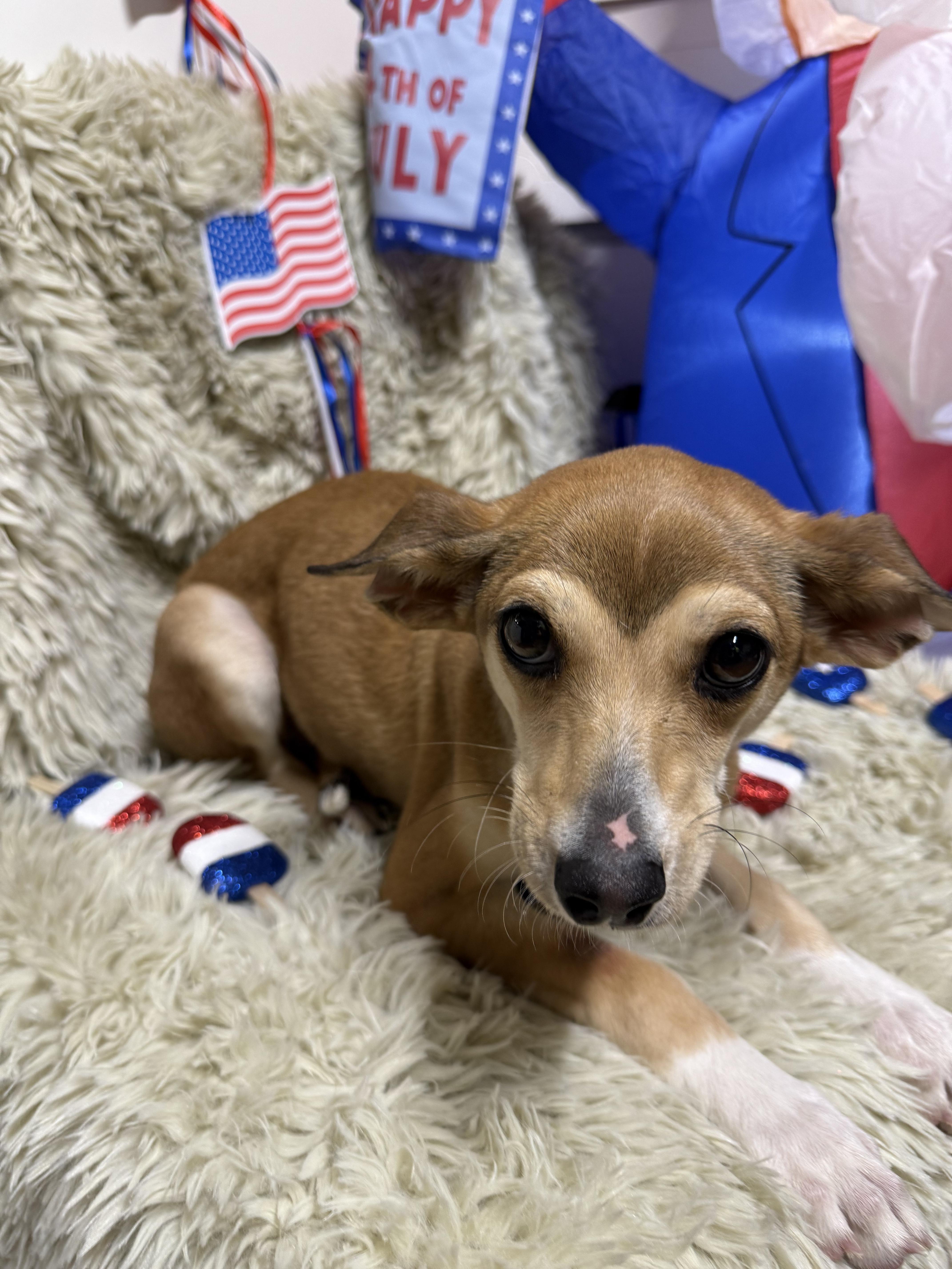 Kayden, a Adoptable mixed breed in modesto, CA image 5/5