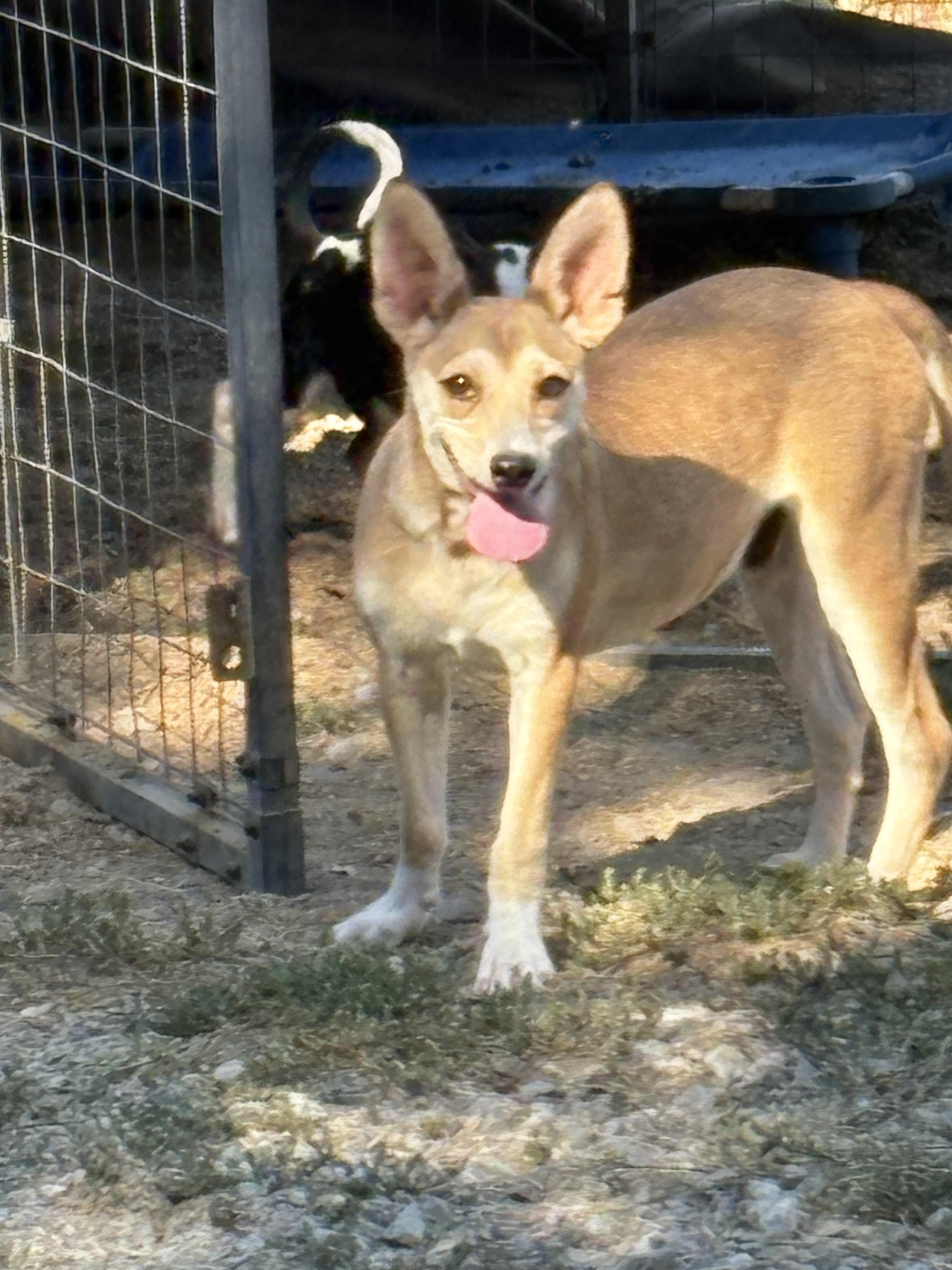 Kayden, Adoptable, Puppy Male Jack Russell Terrier.