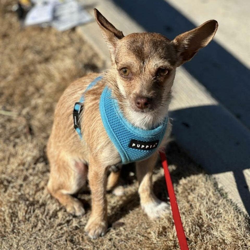 Capri, a Adoptable Chihuahua in Hillsborough , NC image 1/3