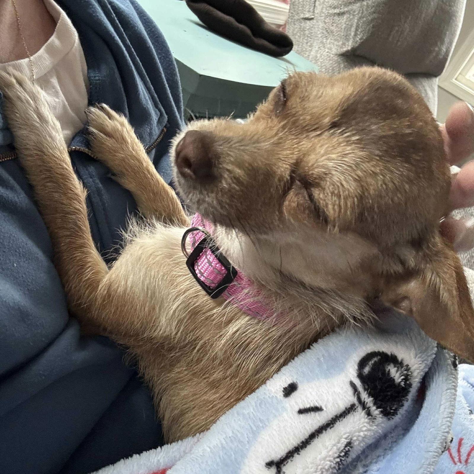 Capri, a Adoptable Chihuahua in Hillsborough , NC image 2/3