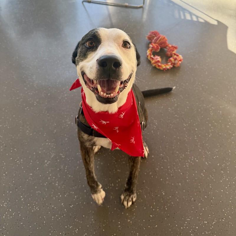 Enlarge Gunther, a ADOPTABLE Mixed Breed in Truckee, CA image 1/4